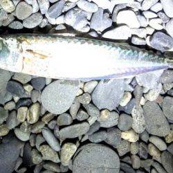 アオリイカまだまだ！ソウダガツオは好調